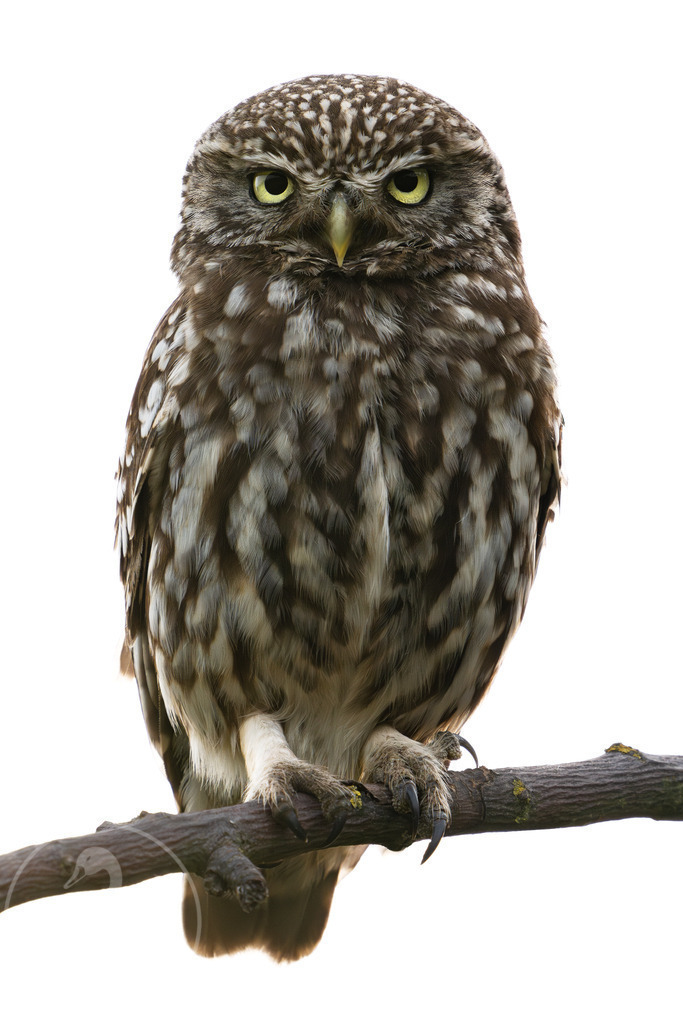 Steinkauz Blick | Ein Steinkauz auf einer Pferdewiese