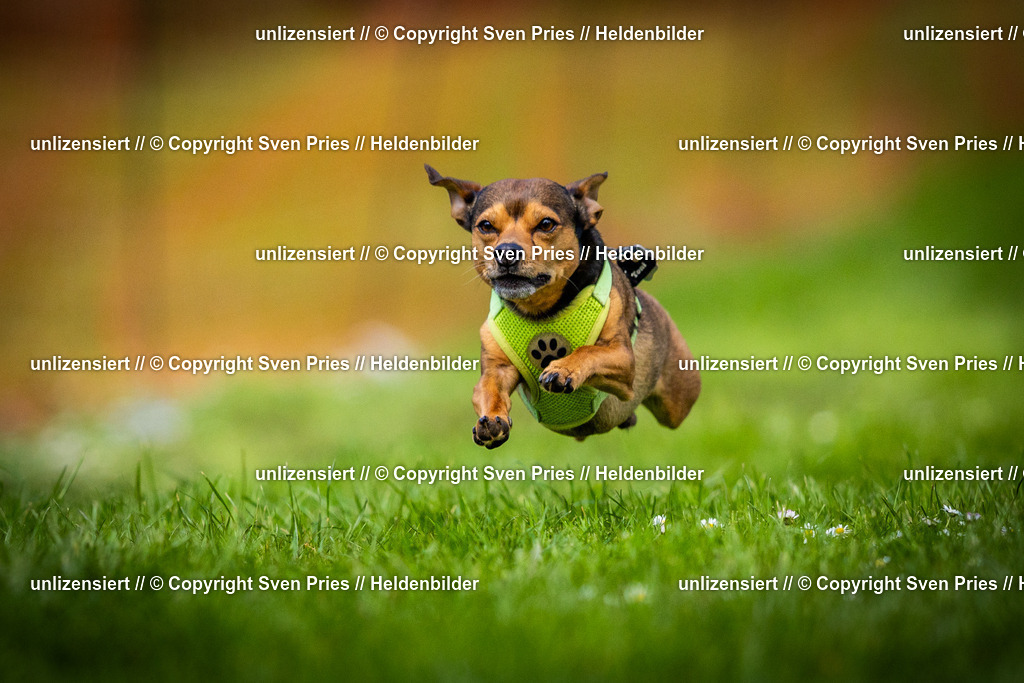 Sven Pries | 2025-04-13 - Hunderennen Baden-Baden - Realisiert mit Pictrs.com