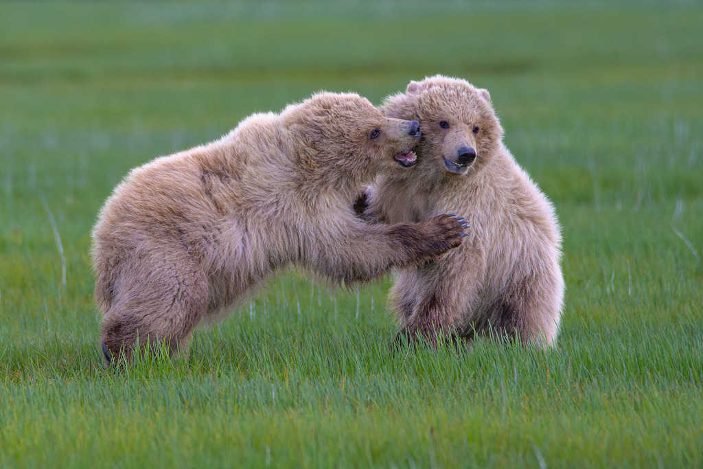 2025-448 | Junge Braunbären im spielerischen Zweikampf im Katmai National Park. - Realisiert mit Pictrs.com