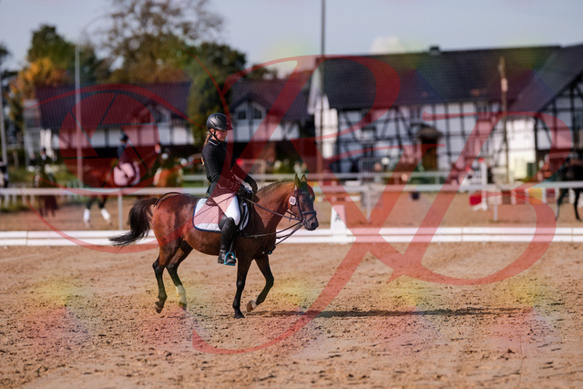 2026_10_03_Siefer-Hof_121019_Z81_12323373 | Professionelle Reitsport-, Turnier- und Eventfotografie von Robert Broda. Galerien mit ausgewählten und bearbeiteten Bildern direkt online ansehen und bestellen.