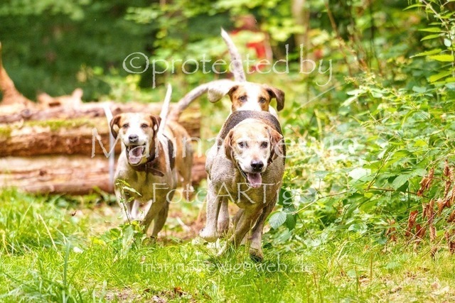 Jagd Knoop 26_MarinaHewigMCH02442 | Fotografie, FotoArt, PferdesportArt, Pferdesportfotografie, Landschaftsfotografie, Reisefotografie, Reise, Pferde - Realisiert mit Pictrs.com
