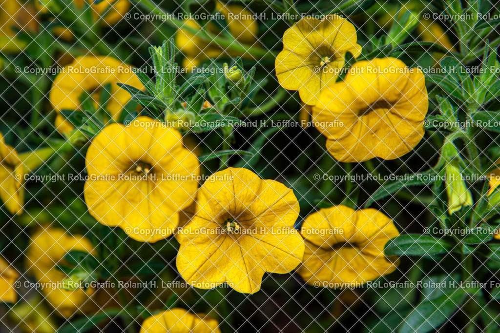 Zauberglöckchen Calibrachoa sind eine Gattung der Familie der Nachtschattengewächse (Solanaceae) | Zauberglöckchen, Calibrachoa sind eine Gattung der Familie der Nachtschattengewächse (Solanaceae) - Realisiert mit Pictrs.com