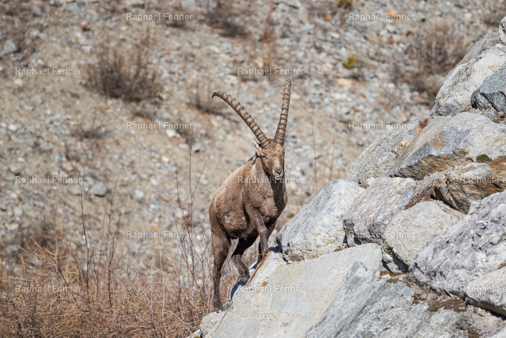 Steinbock in felsigem Gelände | Ein Steinbock bewegt sich sicher durch das felsige Gelände in den Schweizer Alpen – perfekt angepasst an seinen Lebensraum. Diese Szene zeigt die elegante Kraft und das Gleichgewicht dieser faszinierenden Tiere in freier Wildbahn.