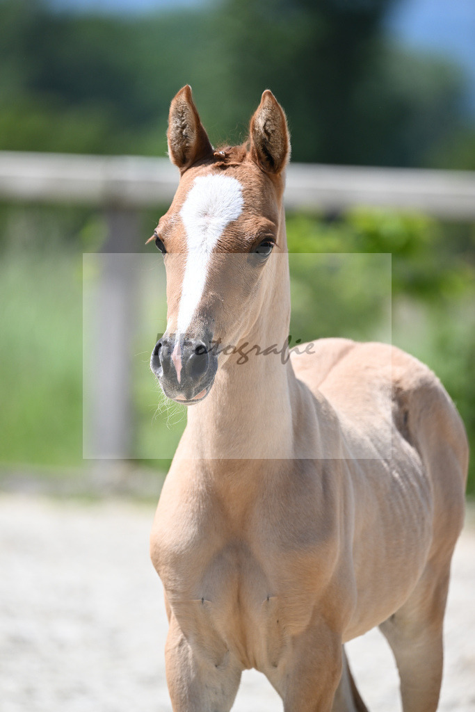 Kat-Nr. 15 SF Reitlands Diamonds Gold_Butolo_15230295 | hf-fotografie - Realizzato con Pictrs.com