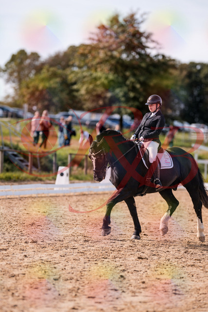 2026_10_03_Siefer-Hof_131710_Z81_65738714 | Professionelle Reitsport-, Turnier- und Eventfotografie von Robert Broda. Galerien mit ausgewählten und bearbeiteten Bildern direkt online ansehen und bestellen.