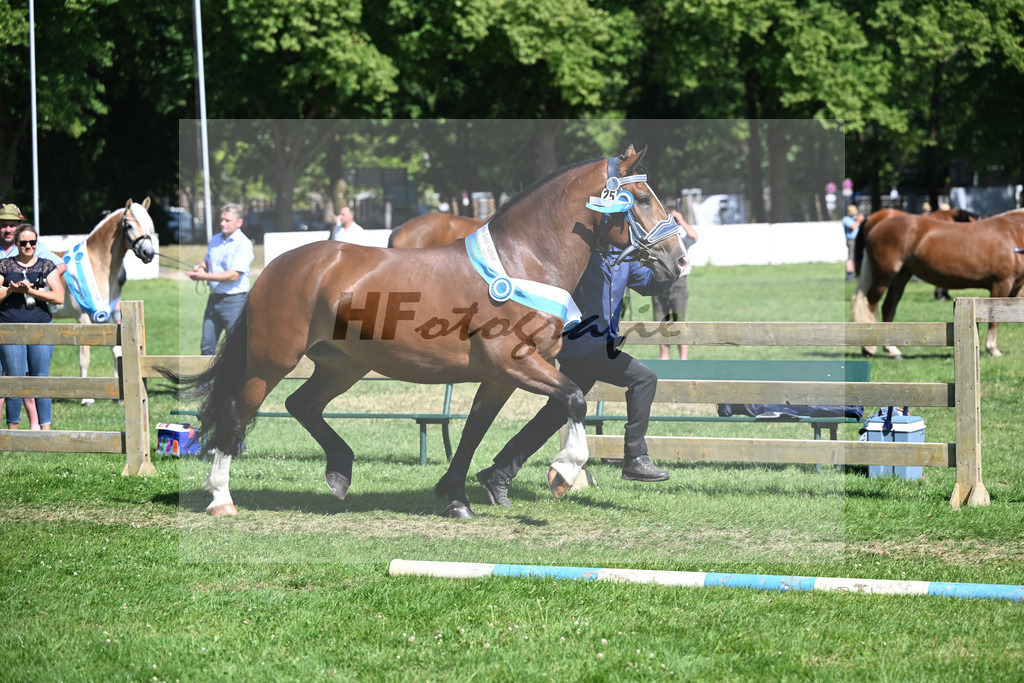 Kat-Nr. 25 Vivana v. Rupertiwinkel_HLG Schwaiganger_18251522 | hf-fotografie - Realizzato con Pictrs.com