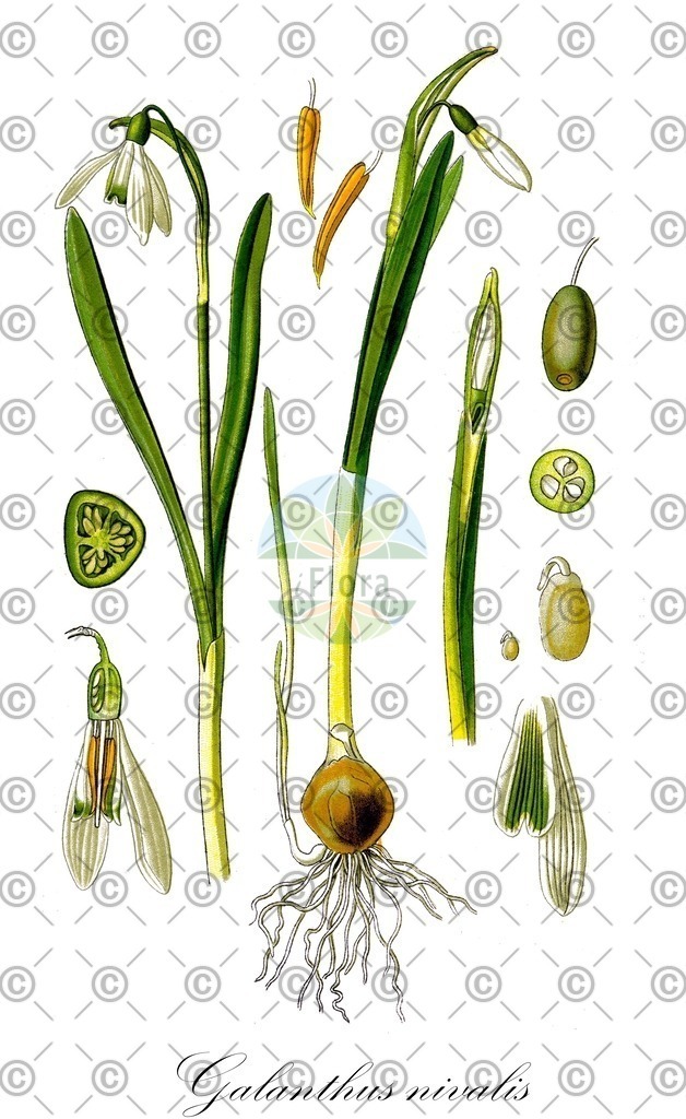 HistAbb_wfo-0000693713_1_ENZY_Simple | Historische Abbildung von Galanthus nivalis - Amaryllidaceae (Gewöhnliches Schneeglöckchen;Schneeglöckchen;Kleines Schneeglöckchen) | Historical Illustration of Galanthus nivalis - Amaryllidaceae (snowdrop;common snowdrop)