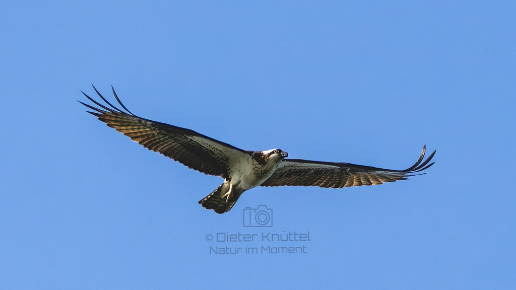 P1637026-Verbessert-RR-LR | Natur im Moment - Realisiert mit Pictrs.com