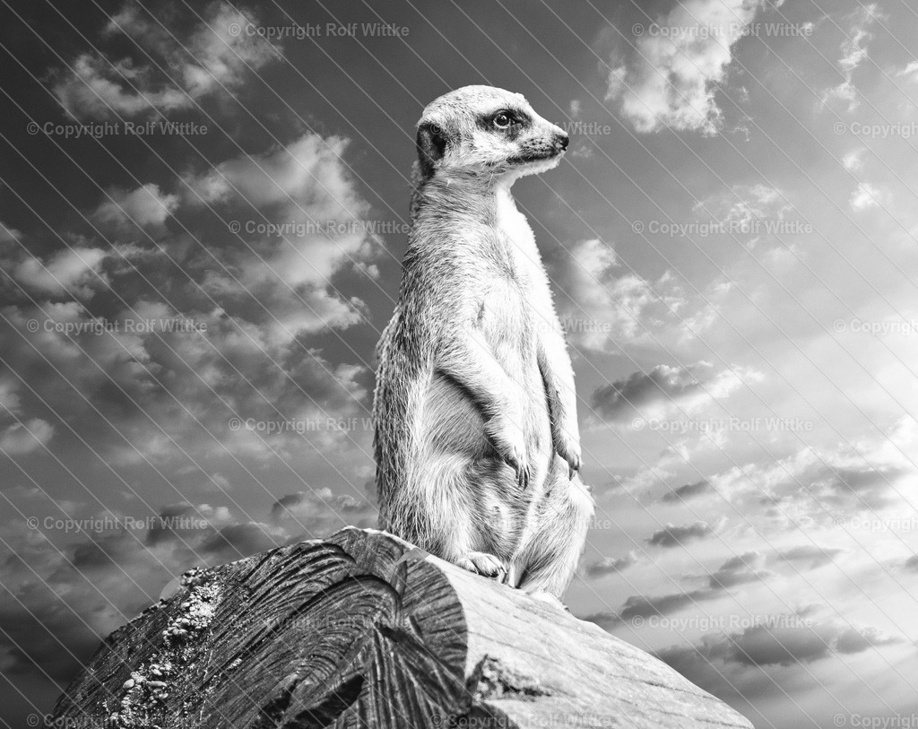 erdmännchen pose | Rolf Wittke  - Realisiert mit Pictrs.com