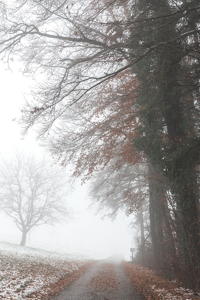 Weg in den Nebel | im Winter. - Realisiert mit Pictrs.com