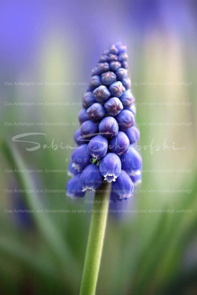 Wandbild Traubenhyazinthe | People- und Tierfotografie, Imageaufnahmen, Veranstaltungsfotografie und Wandbilder aus der Natur ★ Made in Germany ✔️ Druck + Downloads ✔️ Naturfotografie in Top Qualität ★ schneller Versand, weltweite Lieferung! - Realisiert mit Pictrs.com