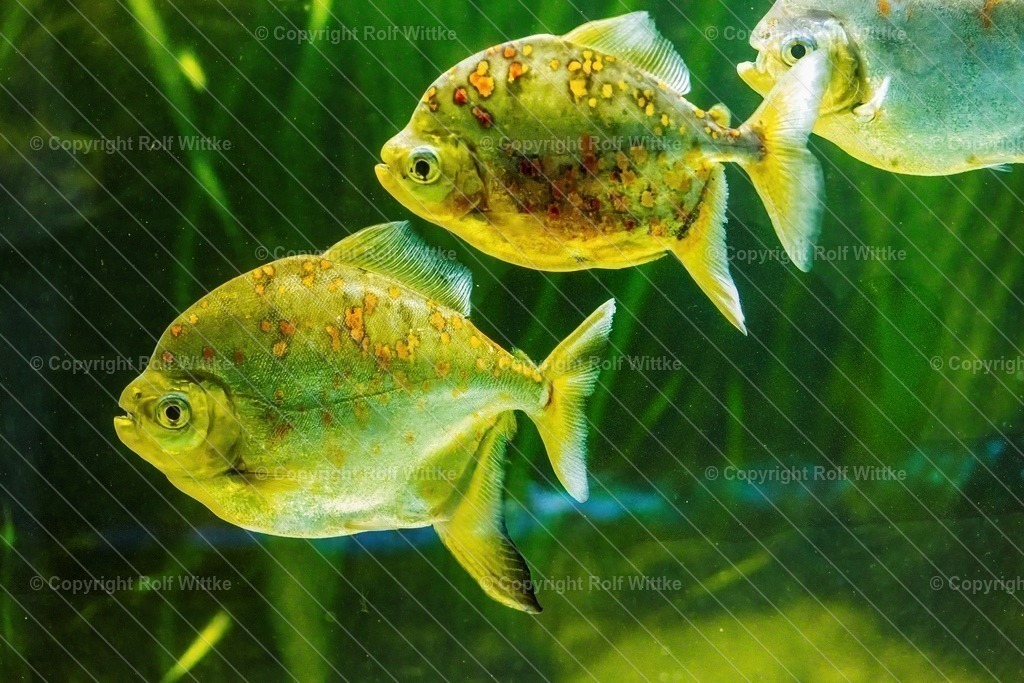 piran.4 | Rolf Wittke  - Realisiert mit Pictrs.com