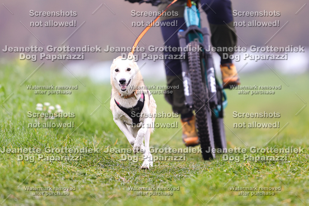 Dog Paparazzi - Visbeck 25 -245 | Dog Paparazzi Jeanette Grottendiek Fotografie & Videografie - Realisiert mit Pictrs.com