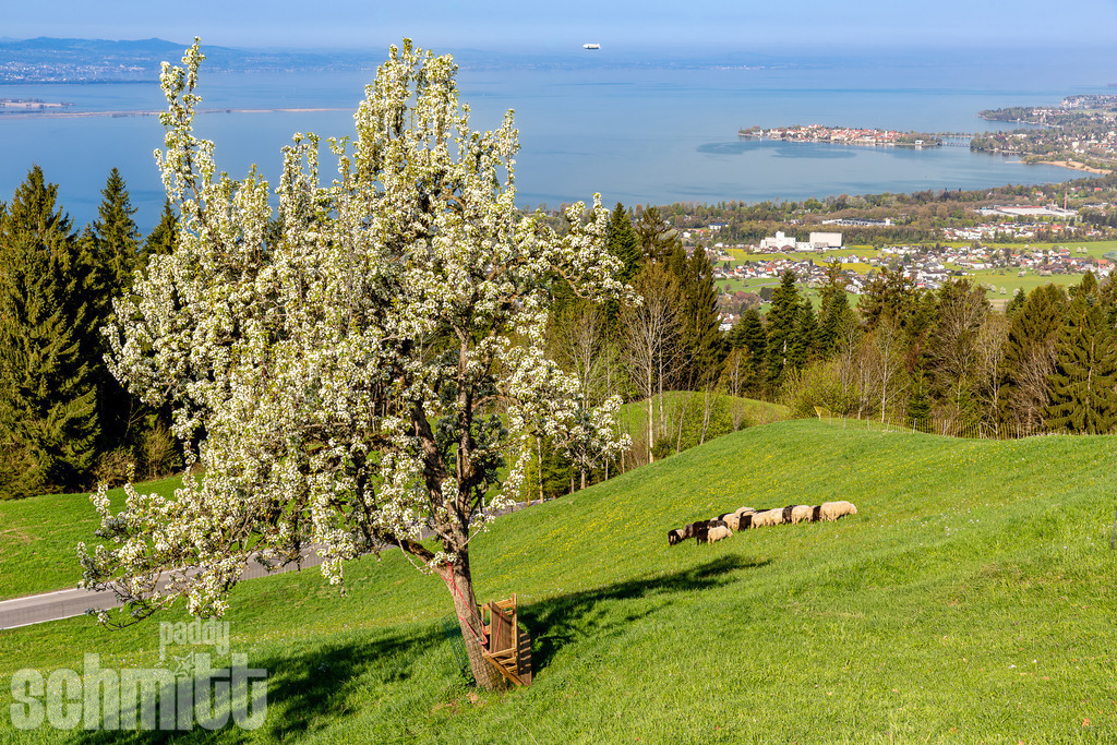Blick vom Eichenberg auf die Insel Lindau am Bodensee | Vom Eichenberg eröffnet sich ein beeindruckender Blick über den Bodensee bis zur Insel Lindau. Die erhöhte Perspektive verbindet die weite Seelandschaft mit der markanten Silhouette der Insel und schafft ein eindrucksvolles Panorama mit besonderer Tiefe. - Realisiert mit Pictrs.com