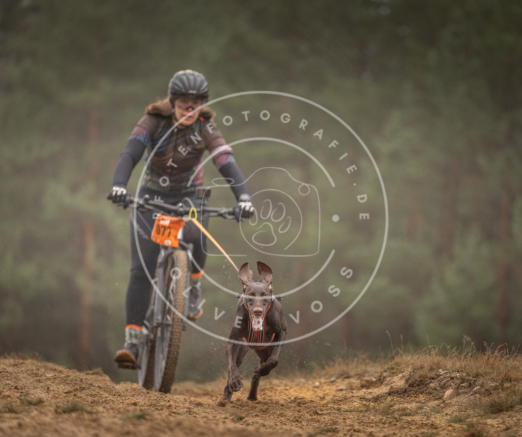 Pfotenfotografie_DV3A2717 | Hundefotografie, Tierfotograf, Pfotenfotografie, Fotoshooting Hund, Hunde Portrait, Hundesport, Hundeportraits, Heideshooting, Hunde, Sportfotograf, Hundefotograf, Turnierhundsport, THS,  - Realisiert mit Pictrs.com