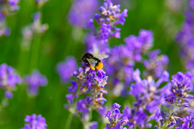 _DSC1373 | Shop für Prints Landschaftsfotografie Sächsische Schweiz Naturfotografie in Thüringen Fotos vom Findlingspark Nochten Kloster Sankt Marienstern Bilder Festung Königstein PanoramaRhododendronpark Kromlau FotogalerSchleswig-Holstein Küstenlandschaften