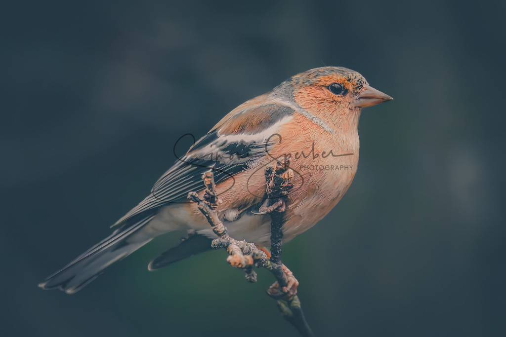 Buchfink | Simone Sperber, svb-photography,Fotografin,Bilddesignerin,Naturfotografie,Macrofotografie,Tierfotografie,Wildtierfotografie,Ausstellungen,Auftragsfotografie,Kunst,Art,Photographer,Shootings,Bildberatbeitung,Galerie,Shop