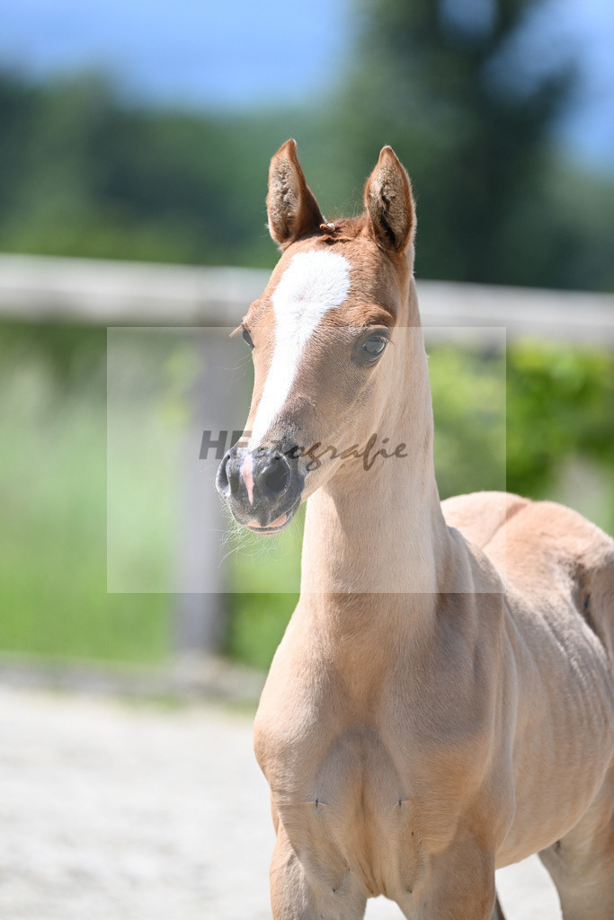 Kat-Nr. 15 SF Reitlands Diamonds Gold_Butolo_15230298 | hf-fotografie - Realizzato con Pictrs.com