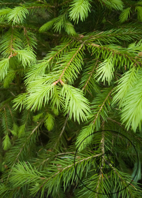 1000158-25052022-200808 | Landschaftsfotos, Naturfotos, Fotos, Fotograf, Landschaftsfotograf, Naturfotograf, professioneller Fotograf