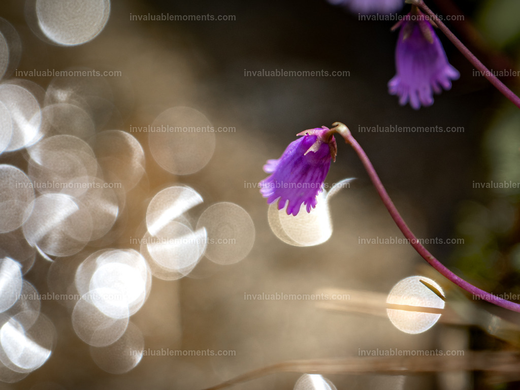 DSC_2515 | invaluablemoments.com - Realisiert mit Pictrs.com