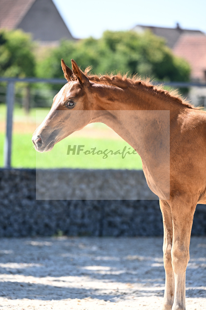 Kat-Nr. 6 Santos x Johnson_SF_Voglsang_26250388 | hf-fotografie - Realisiert mit Pictrs.com