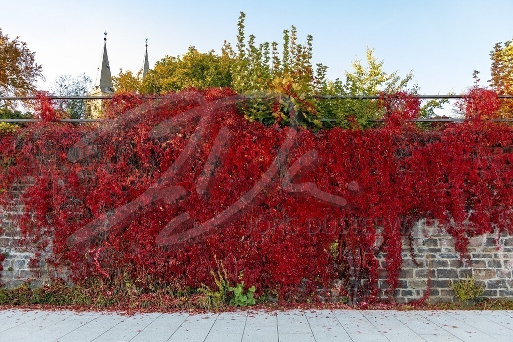 NatureArt-REDCOLOURWALL_5162b | Üppiges Rot vor der Wand | #002 | Modell: Christina | Foto: Alexander Große-Strangmann - Realisiert mit Pictrs.com