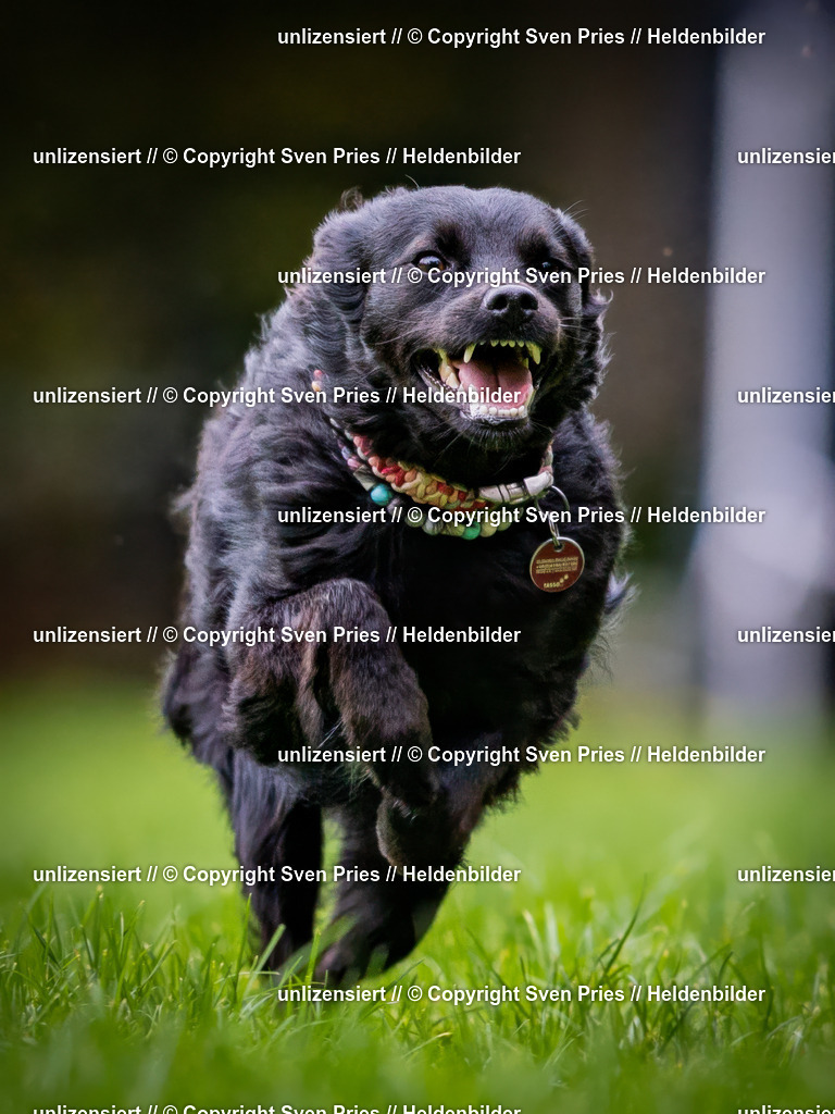 Sven Pries | 2024-10-19 - Hunderennen Ober-Grombach - Realisiert mit Pictrs.com