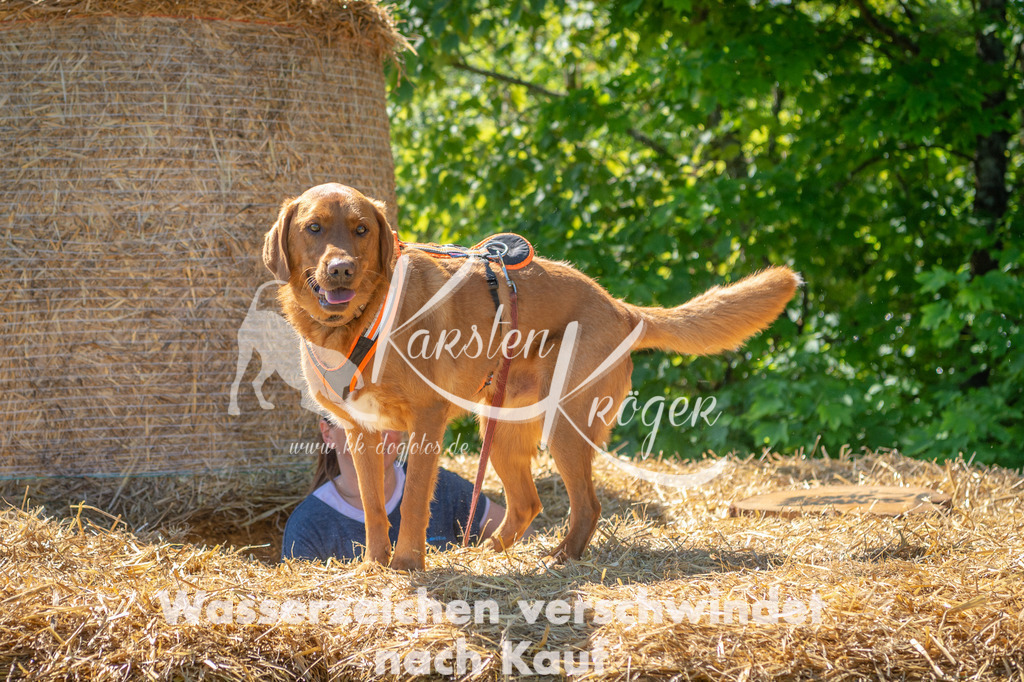 1053STR_5927 | kk-dogfotos