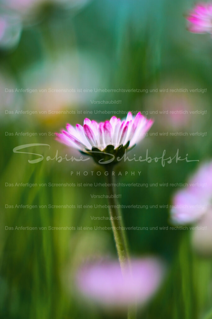 Wandbild Gänseblümchen | People- und Tierfotografie, Imageaufnahmen, Veranstaltungsfotografie und Wandbilder aus der Natur ★ Made in Germany ✔️ Druck + Downloads ✔️ Naturfotografie in Top Qualität ★ schneller Versand, weltweite Lieferung! - Realisiert mit Pictrs.com
