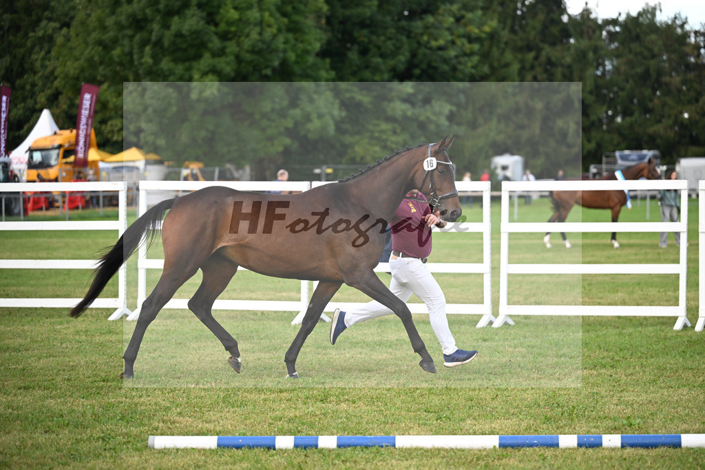 Kat-Nr. 16 Elektra v. Kipper_Wallochny_30250249 | hf-fotografie - Realizzato con Pictrs.com