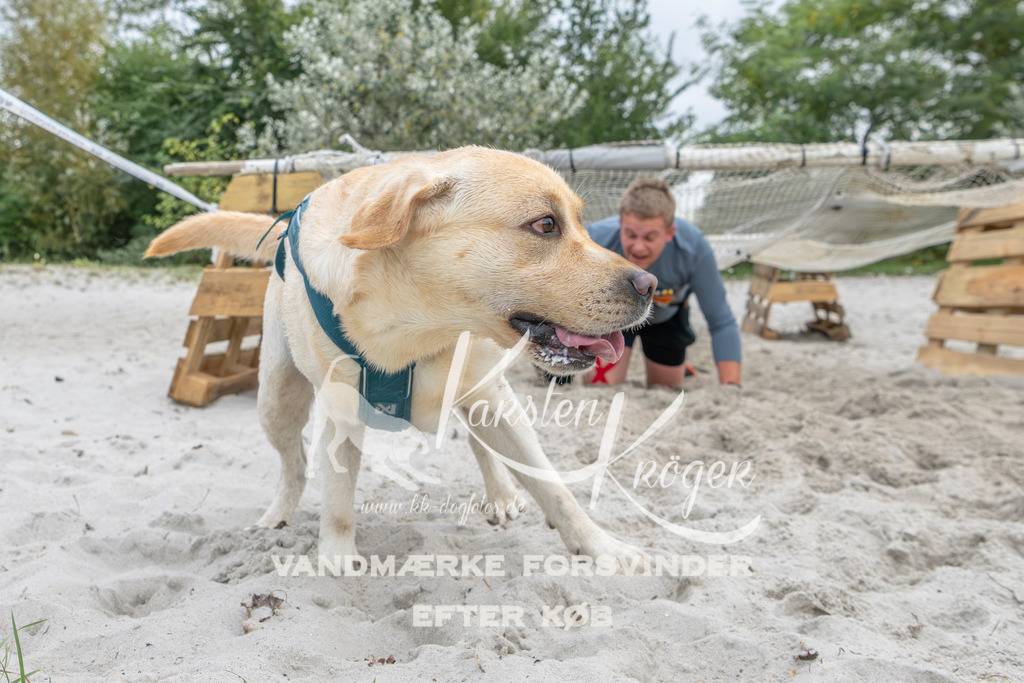 1116_ZZ95985 | kk-dogfotos
