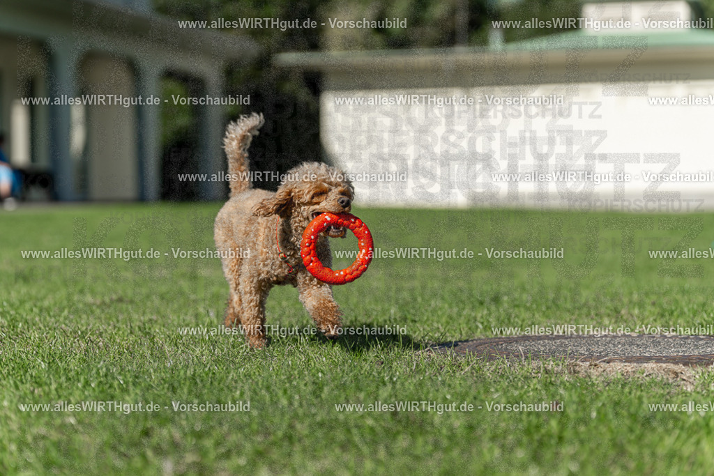 Hundeschwimmen_Volksbad_2026-allesWIRTHgut_Tierfotografie-2609061110-102044-7R509473 | Professionelle Tierfotografie in Mönchengladbach von Daniel Wirth (allesWIRTHgut). Liebevolle & natürliche Bilder von Hunden & Katzen für unvergessliche Erinnerungen.