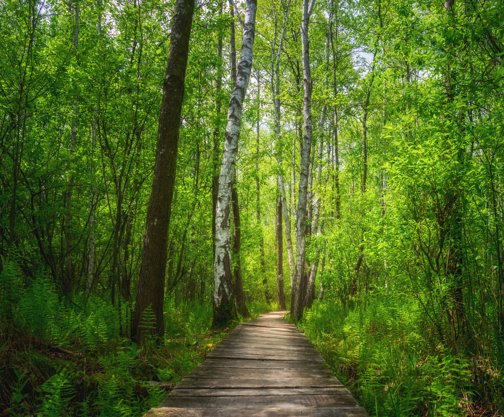 Poleski Nationalpark 5 | Polen - Realisiert mit Pictrs.com