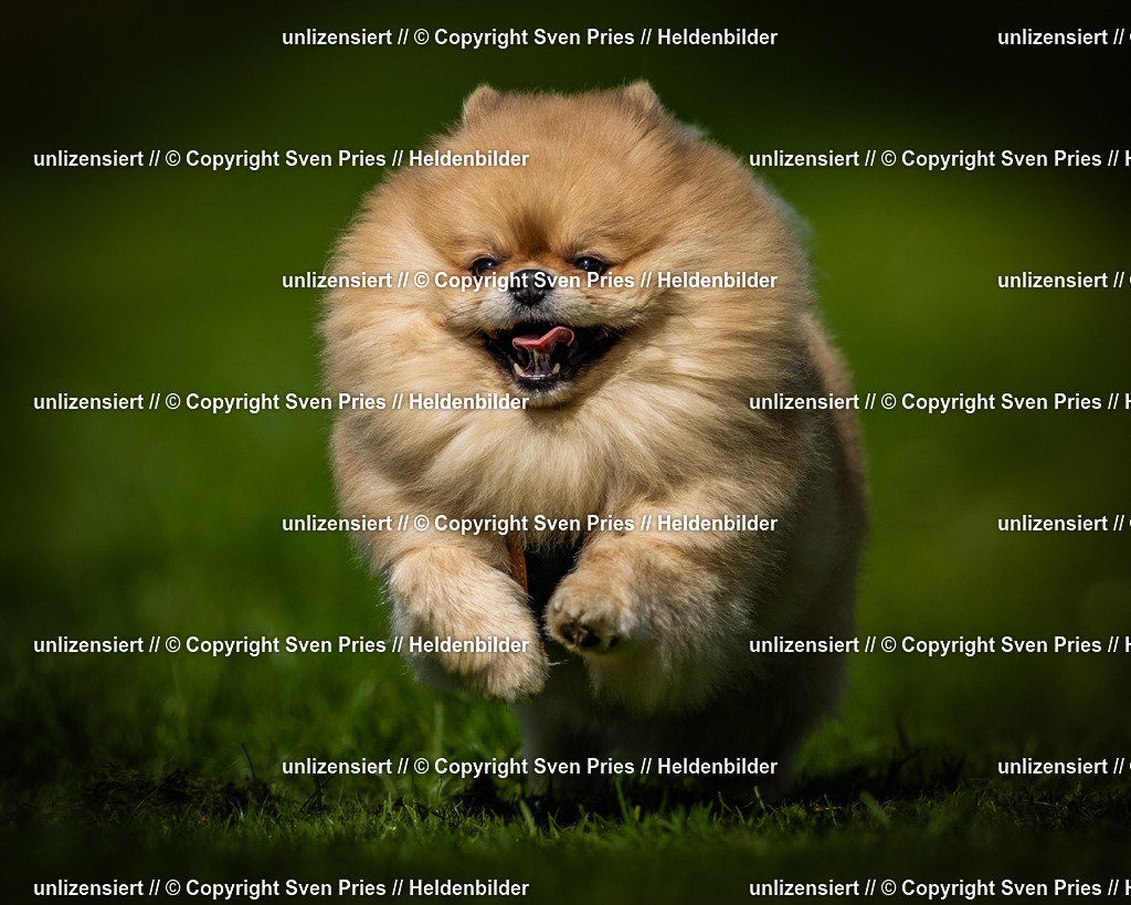 Sven Pries | 2025-04-13 - Hunderennen Baden-Baden - Realisiert mit Pictrs.com