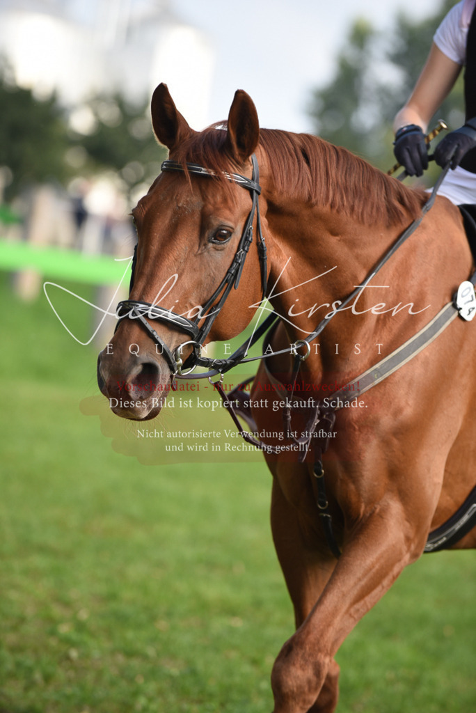 DSC_8553 | Pferde- und Turnierfotografie in Westsachsen. Pferdeportraits, Auftragszeichnungen und intuitive Kunst.
