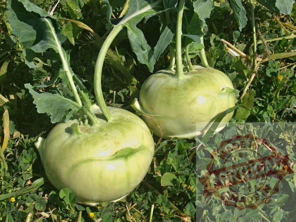 Kohlrabi vegetables growing in organic garden field | Kohlrabi plants maturing in a sunny agricultural field - Realized with Pictrs.com