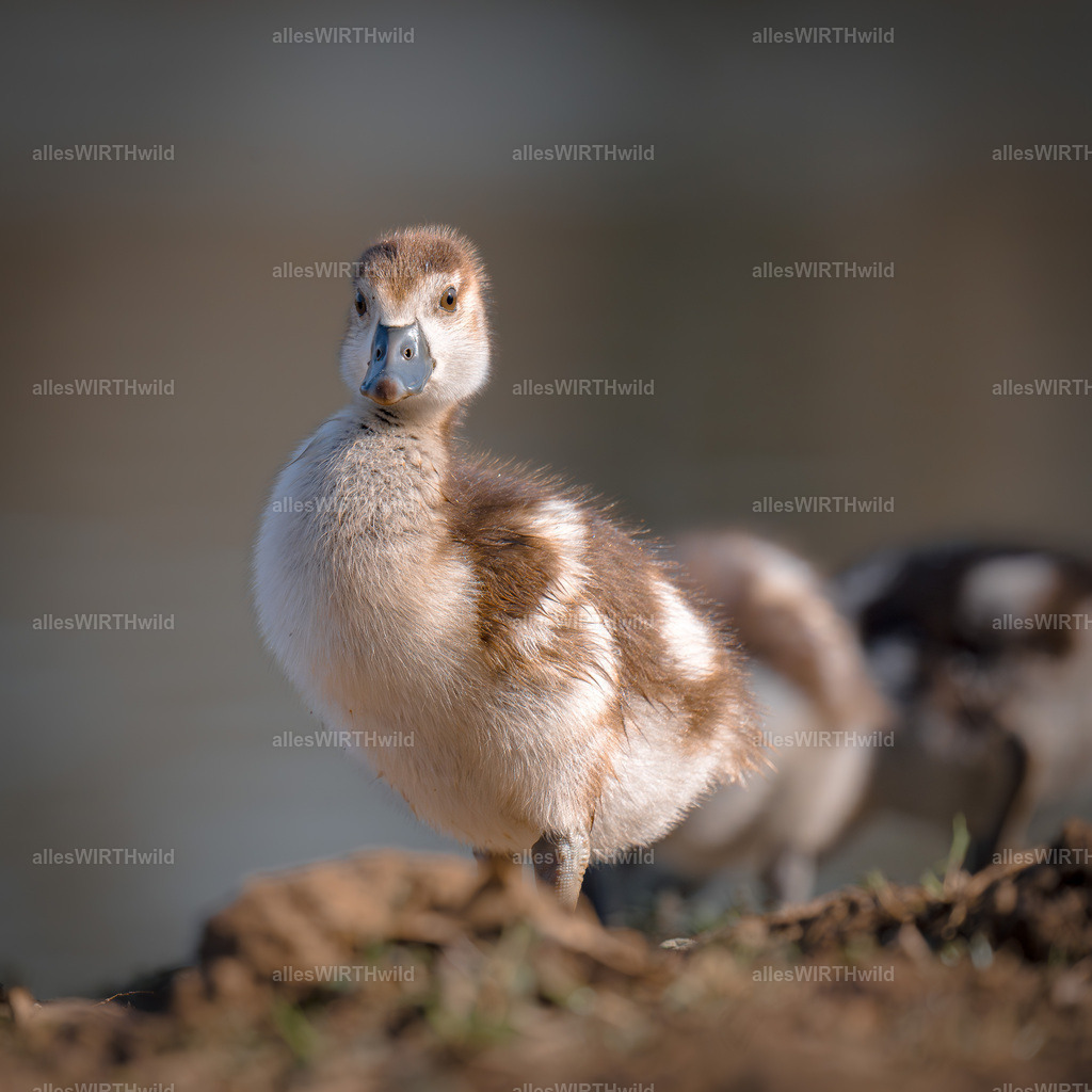 Daniel Wirth - www.allesWIRTHwild.de -7IV07822-Verbessert-RR | Entdecke die faszinierende Welt der Natur- und Wildlife-Fotografie von Daniel und Bärbel. Inspirierende Bilder von wilden Tieren und kleinen Naturwundern.