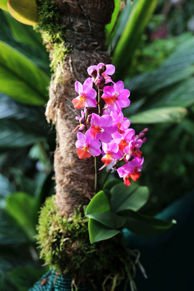 Orchideenschau im Botanischen Garten der Universität Leipzig | Entdecke über 20 Kategorien Leipzig-Motive: Foto-Downloads, hochwertige Poster, Leinwand- & Fine-Art-Prints. Jetzt Lieblingsfoto im Bildlexikon Leipzig Shop bestellen!