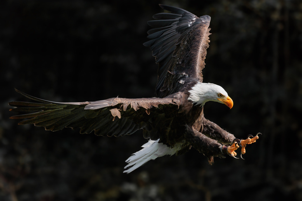 Wandbild: Majestätischer Weißkopfseeadler im Anflug | Das Bild zeigt einen imposanten Weißkopfseeadler (Haliaeetus leucocephalus) im präzisen Anflug, seine mächtigen Flügel weit ausgebreitet und die scharfen Krallen bereit zum Greifen. Das Gefieder des Adlers ist detailliert und beeindruckend, mit den charakteristischen weißen Kopf- und Schwanzfedern, die sich von den dunklen Körperfedern abheben. Der intensive Blick des Adlers und sein orangefarbener Schnabel verleihen ihm eine majestätische und furchteinflößende Präsenz. Der dunkle Hintergrund hebt die Eleganz und Kraft dieses majestätischen Vogels hervor.