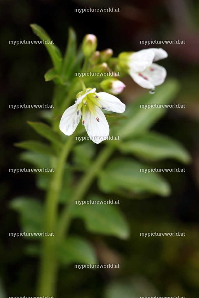 Bitteres Schaumkraut-001 | Das Bilderarchiv über Tiere, Planzen und Landschaften. In der Bilddatenbank finden Sie ein große Auswahl an hochwertigen Bilder für Ihre Werbung - Realized with Pictrs.com