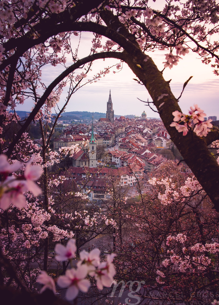 Abendstimmung über Berner Altstadt während der Kirschblüte | Die ideale Geschenkidee für Naturliebhaber. Naturbilder von Marcel Gross Photography für ihr Zuhause in den verschiedensten Formaten und Materialien. - Realisiert mit Pictrs.com
