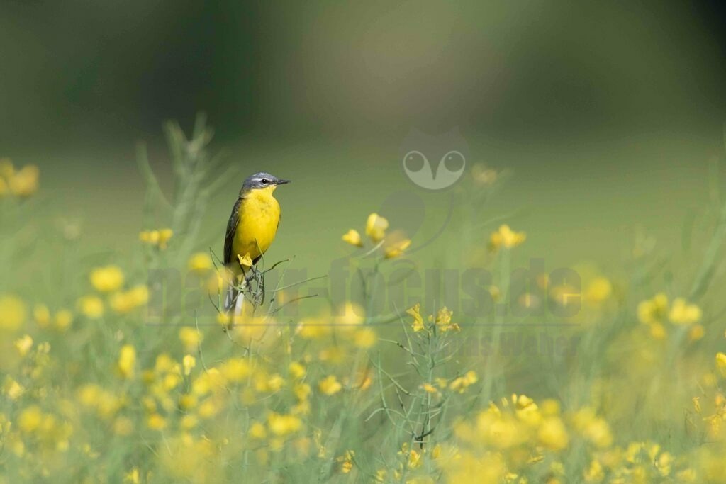 20170521090519 | Die Schafstelze ist eine Vogelart aus der Familie der Stelzen und Pieper. - Realisiert mit Pictrs.com