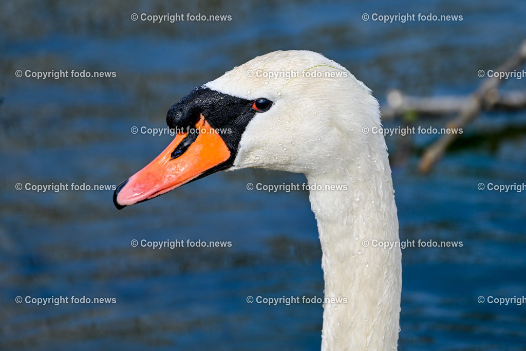 Vögel_ 15.03.2026-8 | 15.03.2026, LINZ, AUT, Themenbild, im Bild Vogel, Höckerschwan, Schwan, Cygnus olor, weißer Wasservogel, orangefarbener Schnabel, schwarzer Schnabelhöcker, schwarzer Augenbereich, rotes Auge, langer Hals, Schwanenkopf, Vogelporträt, Nahaufnahme, Wassertropfen auf Federn, Wasseroberfläche, Seevogel, Wildvogel, Naturfotografie, Tierfotografie, europäische Vogelart, eleganter Wasservogel, Symbolbild, Feature