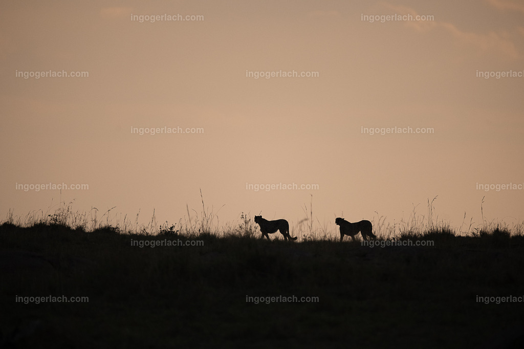 jagender Gepard | Einer der fünf Gepardenbrüder oder auch Gepardenkoalition genannt fotogen auf einem Hügel bei Sonnenuntergang
