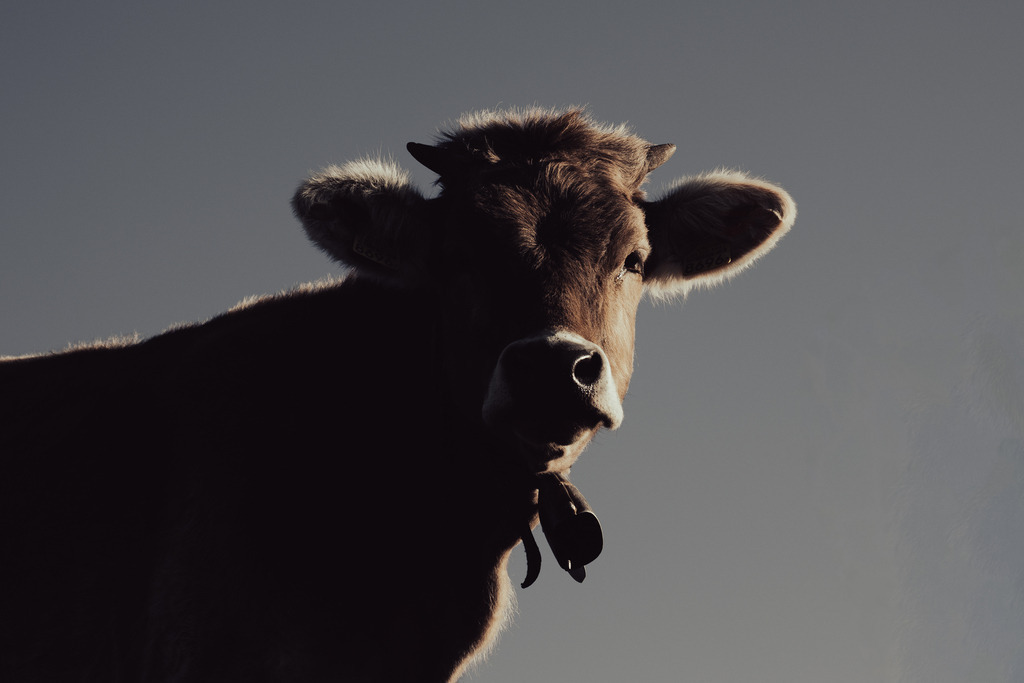 Die Kuh | Ich bin ein Fotograf aus Berlin und fotografiere aus Spaß an der Freude :) Meinen Motiven setze ich keine thematischen Grenzen. Somit bin ich beispielsweise in der Tierfotografie, Landschaftsfotografie, Sportfotografie sowie Streetphotography anzutreffen.