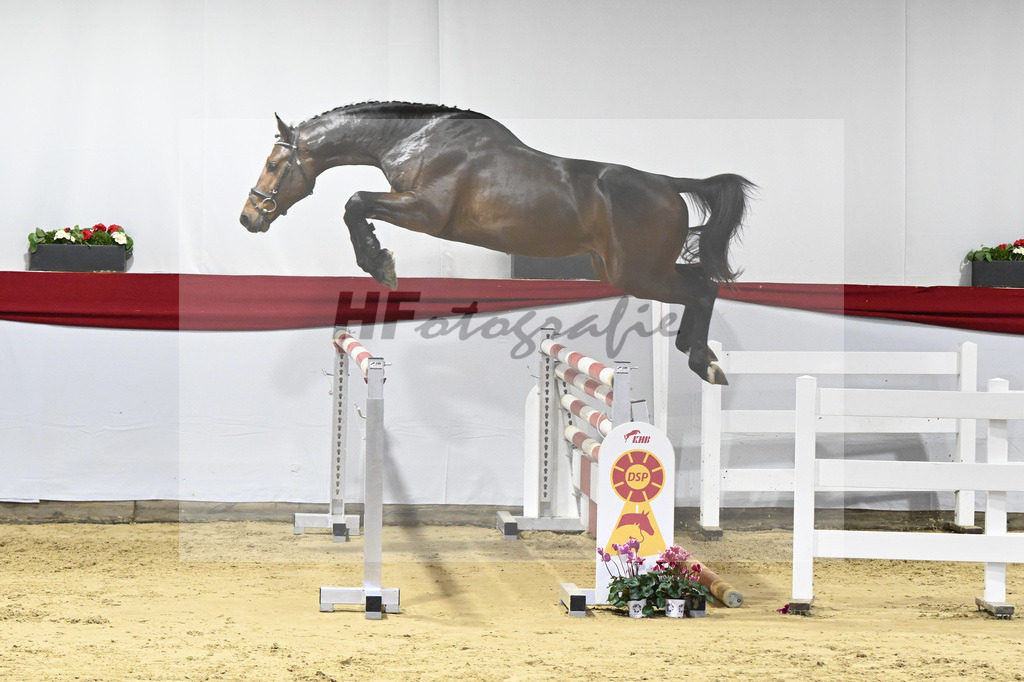 Kat-Nr. 45 v. Million Dollar_Pferdezucht Joos_63221114 | hf-fotografie - Realisiert mit Pictrs.com