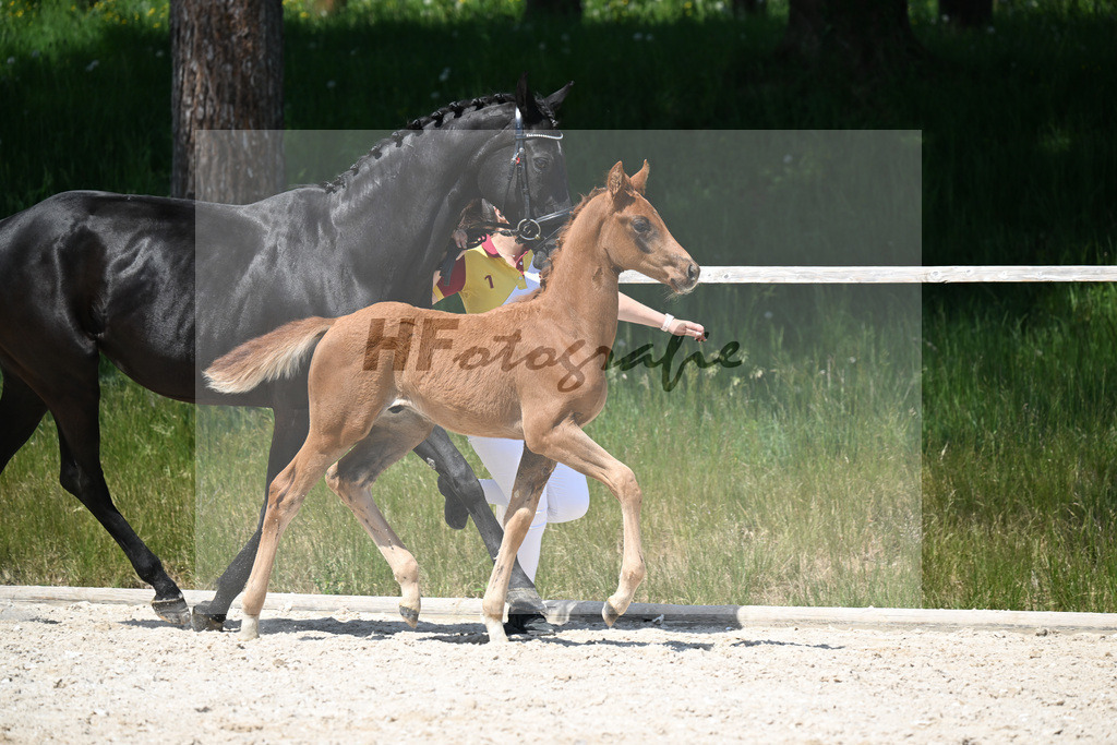 Feliciano x Don Primero_HF_Schuster_10250704 | hf-fotografie - Realisiert mit Pictrs.com