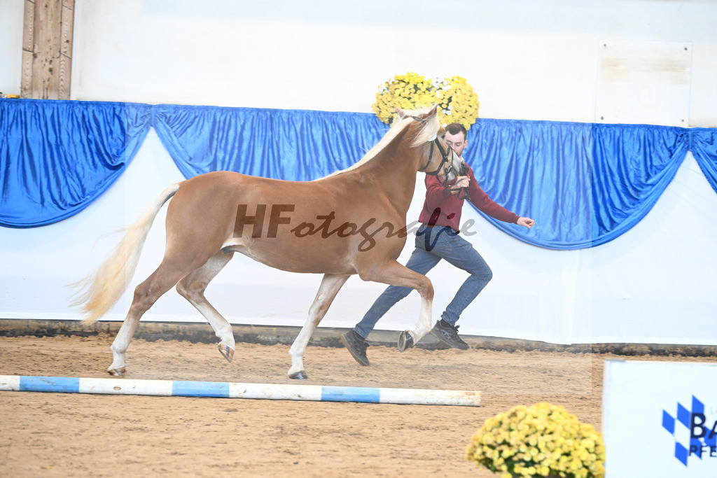 Kat-Nr. 8 Angelo Mio v. Amore Mio_Brielmeier_48250865 | hf-fotografie - Realisiert mit Pictrs.com