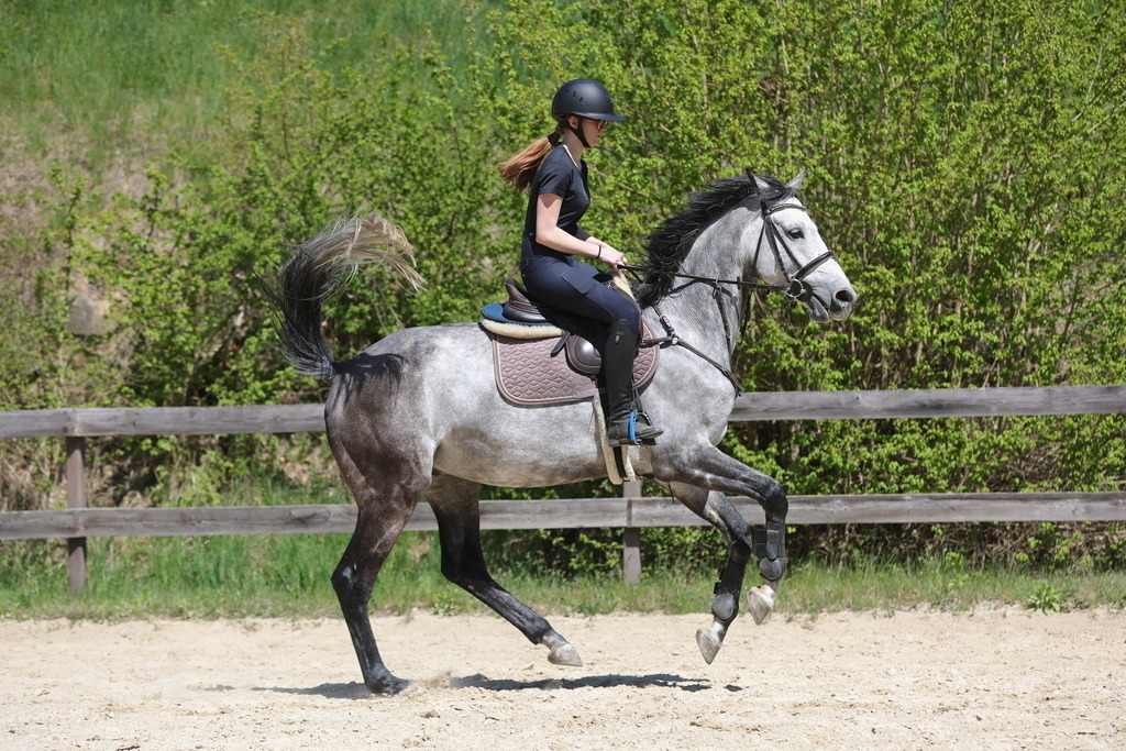 0P6A8879 | Willkommen bei Brunnmayr - Design & Fotografie – Ihrem Spezialisten für Reitturniere und Pferdeveranstaltungen in Oberösterreich, Salzburg und Bayern! Seit über 17 Jahren sind wir leidenschaftlich dabei.