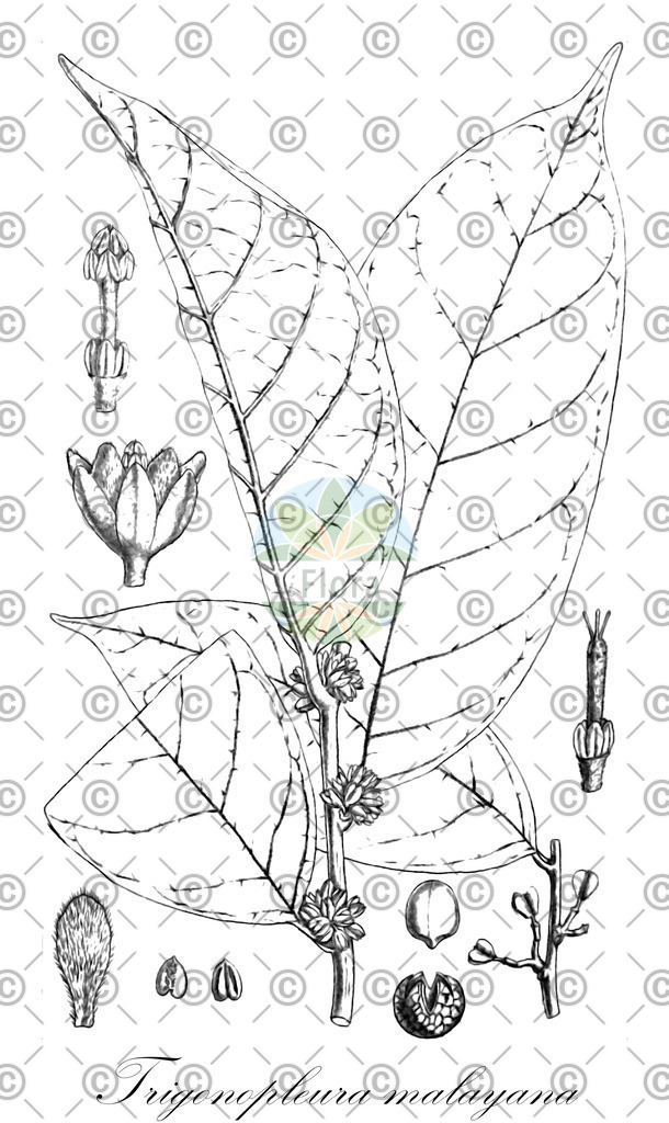 HistAbb_wfo-0000510550_1_ENZY_Simple | Historische Abbildung von Trigonopleura malayana - Peraceae | Historical Illustration of Trigonopleura malayana - Peraceae
